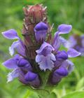 Self - Heal